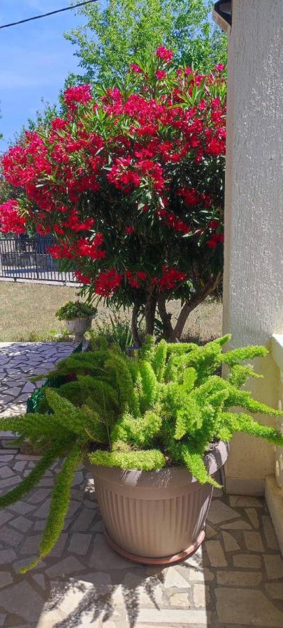 Villa Kadinela, 200M From Kamenjak, Huge Quiet Garden With Barbecue, 2 New Kitchens 普莱曼图拉 外观 照片
